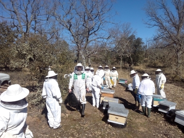 Apicultores extremeños alertan de que la falta de lluvias 