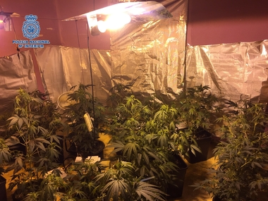  La Policía desmantela una plantación de marihuana en un piso de Mérida (Badajoz) y detiene a sus dos moradores