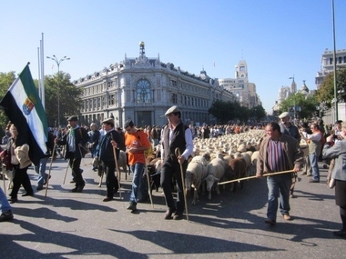 Los ganaderos que realicen trashumancia a pie con sus animales por Extremadura podrán acceder de hasta 5.000 euros