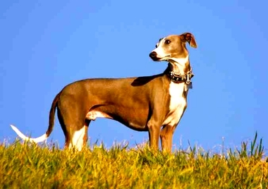 Convocatoria-Campeonato de Extremadura de Galgos