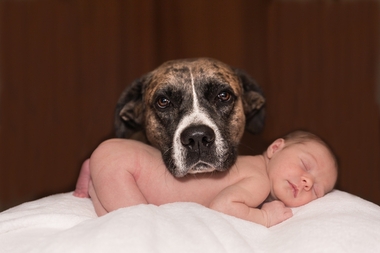 Tener mascotas reduce el riesgo de alergias y obesidad en la infancia