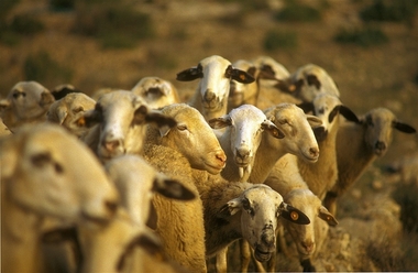 La Junta de Extremadura abona casi 25 millones de euros en ayudas a los sectores de ovino y caprino