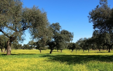 La Junta concederá subvenciones para trabajos de regeneración de terrenos adehesados que requerirán unos 50.000 jornales
