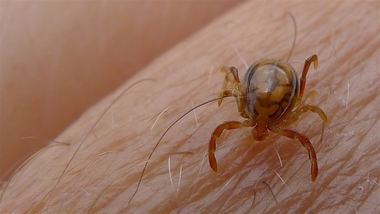 Sanidad aconseja precaución ante picaduras de garrapatas al ir al campo y recuerda que 