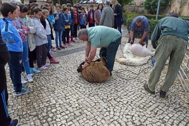 La actividad Esquila Didáctica trasladará a escolares extremeños nociones sobre la trashumancia y el ganado ovino