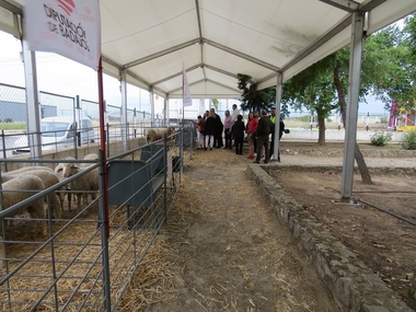 Puebla de Alcocer celebra su 85 Feria Ganadera y Artesanal