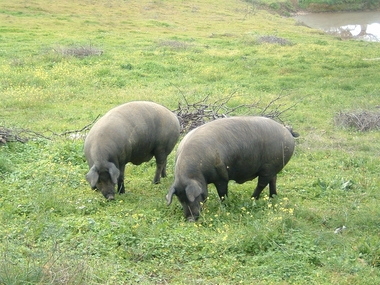 UPA-UCE Extremadura demanda un seguro para la montanera del ibérico
