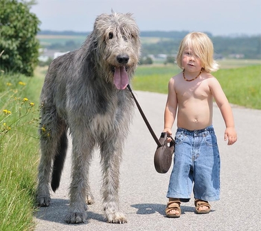 Paseadores de perros