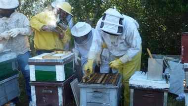 Apicultores se forman en Navalmoral (Cáceres) en la cría de abejas reina, un 