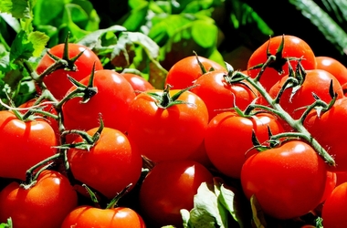 La Unión de Extremadura cifra en 450 millones de kilos de tomates las pérdidas por las altas temperaturas