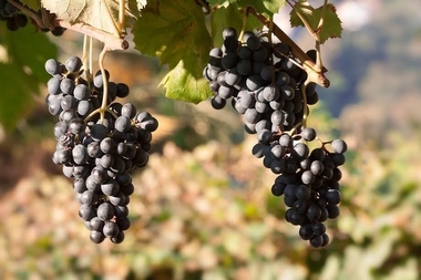 APAG Extremadura Asaja prevé una 