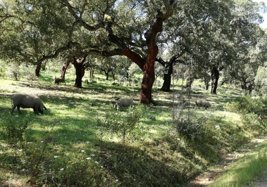 PSOE, PP y Cs en Extremadura piden al Gobierno la equiparación de la dehesa a los cultivos permanentes para la PAC