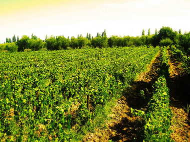La Cátedra Telefónica de la UEX organiza un curso de verano sobre Agrotecnología