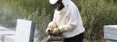 Apicultores extremeños estiman pérdidas del 70% de la producción de miel debido a las altas temperaturas