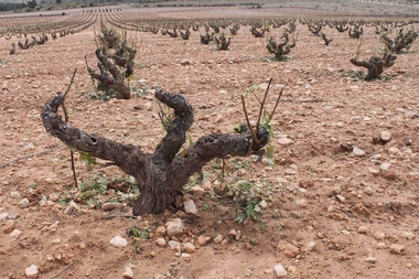 El PSOE pide al Gobierno un fondo extraordinario para financiar las pérdidas derivadas de los fenómenos climáticos