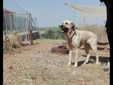 La Diputación de Badajoz facilita más de una veintena de adopciones de perros abandonados en diez días