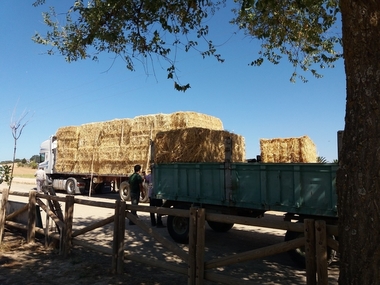 La Diputación de Badajoz envía un camión de heno para los ganaderos afectados por el incendio de Arroyo de San Serván