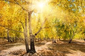 Badajoz y Cáceres, entre las 37 provincias españolas en aviso por altas temperaturas este lunes