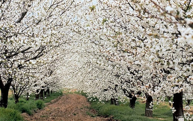 Una guía ofrece recomendaciones para poder disfrutar de la floración de los cerezos del Valle del Jerte