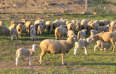 La Junta de Extremadura abona 43 millones de euros del pago básico, verde y régimen de jóvenes agricultores de la PAC