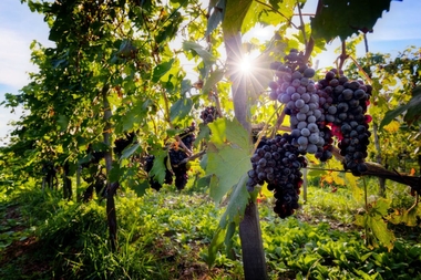 España se consolida como tercer productor mundial del vino, pese a caer un 15% su producción en 2017