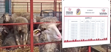 La Diputación de Badajoz subasta 20 animales de raza merina en el III Rodeo de Primavera de Cabeza del Buey