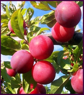 Todo lo que deberías saber de la fruta de temporada extremeña y nacional