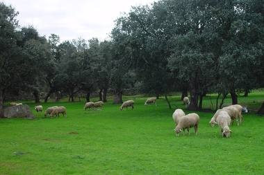 Publicado el decreto de subvenciones desarrollar proyectos de conservación de la naturaleza y voluntariado ambiental