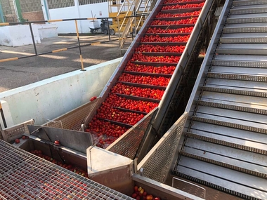 Begoña García pone al sector tomatero extremeño como ejemplo en modelos de transformación