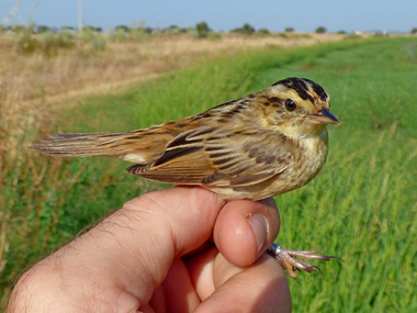 Una de las aves más amenazadas de Europa hace escala en Galisteo (Cáceres)