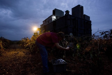 La ruta  del vino Ribera del Guadiana ofrece una experiencia de vendimia nocturna