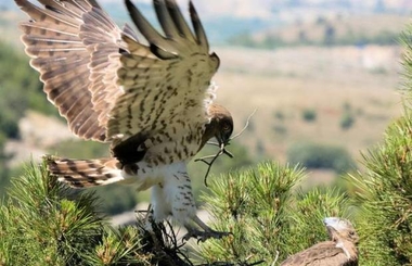Extremadura muestra en Cataluña el potencial de sus ciudades en el turismo ornitológico