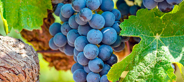 Agroseguro ha indemnizado ya el 90% de los daños en uva de vino, abonando 48,20 millones de euros