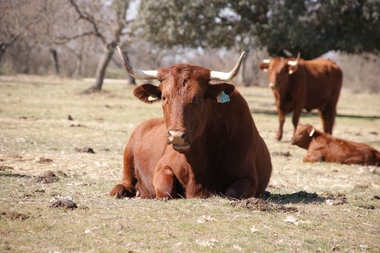 La Junta de Extremadura abona 49 millones de euros del anticipo del régimen del pago verde