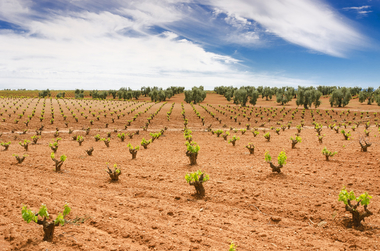Políticas Agrarias abona más de 16.650.000 euros en ayudas a la reestructuración y reconversión del viñedo en 2018