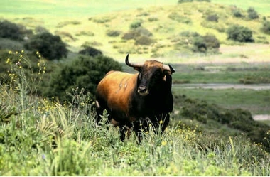 En defensa del toro bravo ¿Patrimonio nacional?