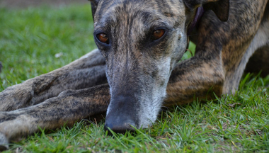 ¡Dimitan, por favor! Ni galgos ni podencos. Los responsables son los que nos han gobernado