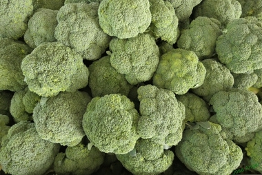 CICYTEX participa en AGROEXPO en la jornada del cultivo del brócoli y presenta en una exposición sus trabajos de I+D 