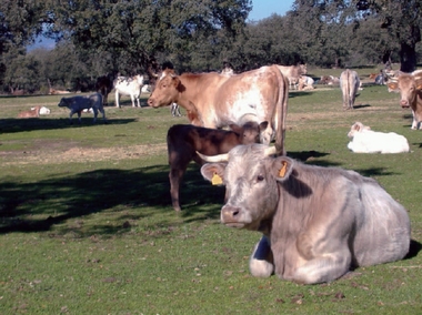La Junta abona la ayuda a la vaca nodriza, cuyo importe total es de más de 37 millones de euros