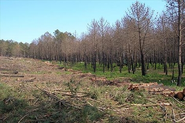 Sanidad Vegetal activa un plan de erradicación de un foco de nematodo de la madera del pino en el entorno de Valverde del Fresno