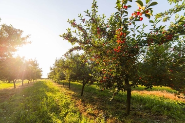 El DOE publica la orden de las ayudas para el fomento de una economía verde y circular en las explotaciones agrarias extremeñas