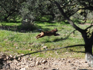 Primeras liberaciones de este año de ejemplares de lince ibérico en Extremadura