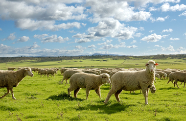 Publicada la resolución de las ayudas a la mejora en bioseguridad de las explotaciones ganaderas extensivas de bovina y caprina