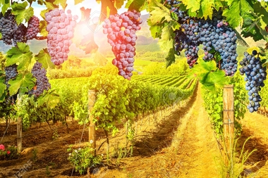 La nueva orden de ayudas de reestructuración del viñedo no afectará a los profesionales agrarios que la presentaron ni supondrá pérdida de fondos