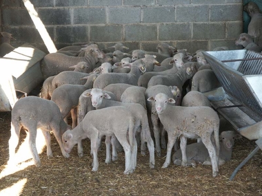 Políticas Agrarias publica en el DOE la propuesta de resolución de ayuda a la mejora y modernización de las explotaciones agrarias
