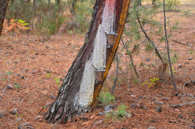 Medio Ambiente autoriza la resinación en cinco matas y más de 13.000 pinos en Caminomorisco