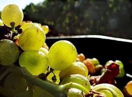 La Junta de Extremadura abona más de 13 millones de euros de ayudas asociadas y agroambientales