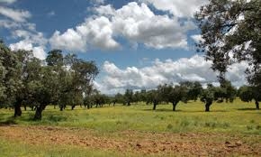 Políticas Agrarias abona más de 20 millones de euros de las ayudas por zona desfavorecida y ayudas agroambientales y asociadas