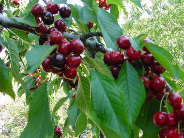 El Gobierno incluye a los productores de cerezas del norte de Cáceres en la reducción del IRPF a agricultores afectados por situaciones excepcionales