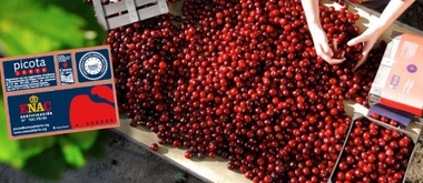 Turismo promociona el destino Extremadura, las cerezas del Jerte y el cava en el Día de España en Utrecht